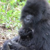  Mother and Baby (Congo)